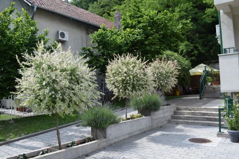Apartmani i sobe Anđelković
