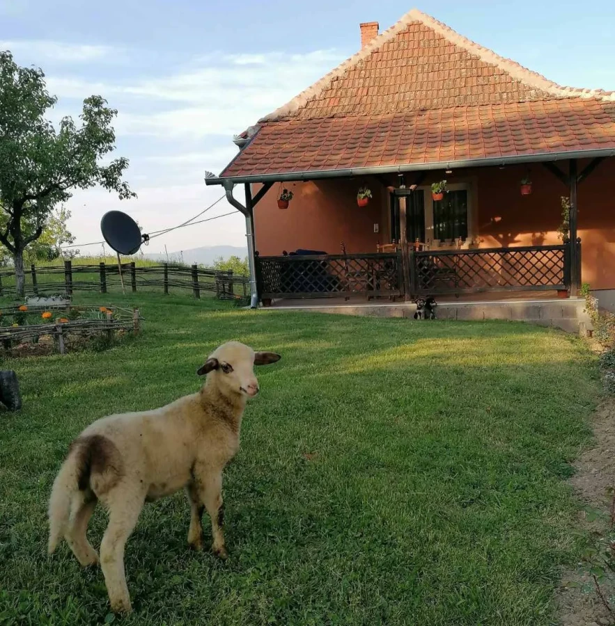 Vitačka oaza