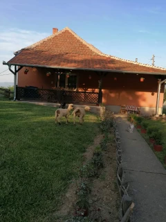 Vitačka oaza